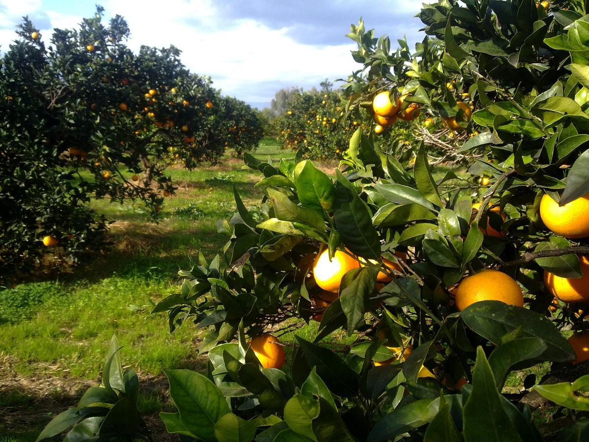 Su Canonigu Agriresort Tortoli Bagian luar foto